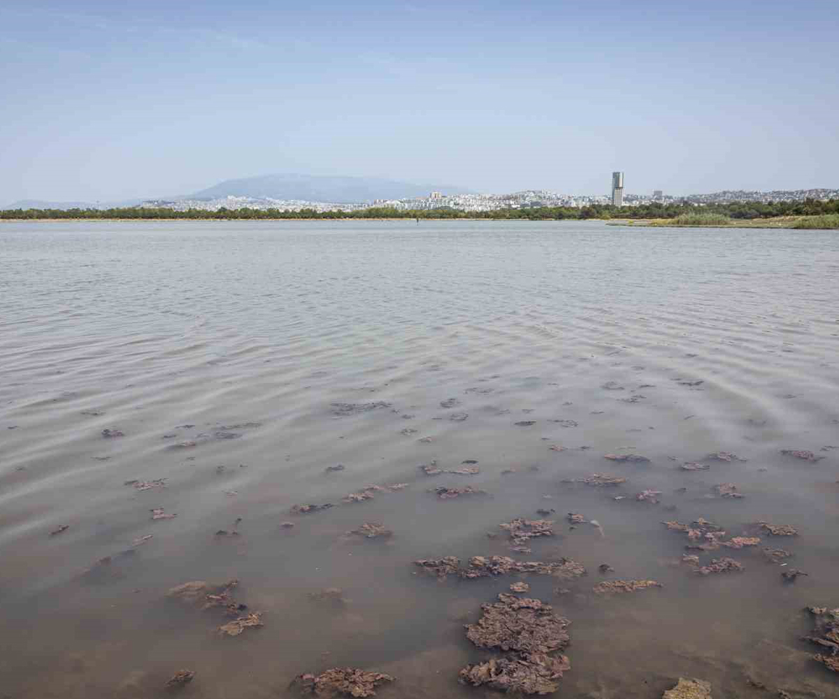 Izmirde plankton patlamasi yasaniyor 2